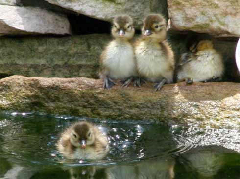 Mandarin ducklings at a pond